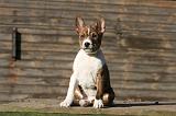 BASENJI 232